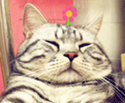 18 I know youre being cute! cat emoticons for twitter cat emoticons cat emoji